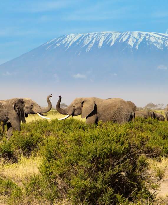 Amboseli Elefantes-min