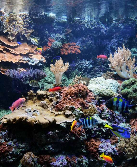 Arrecifes y corales Madagascar-min