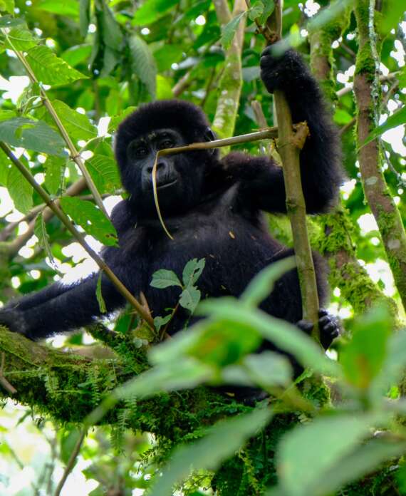 Beb‚ Gorila Parque Na Bwindi-min