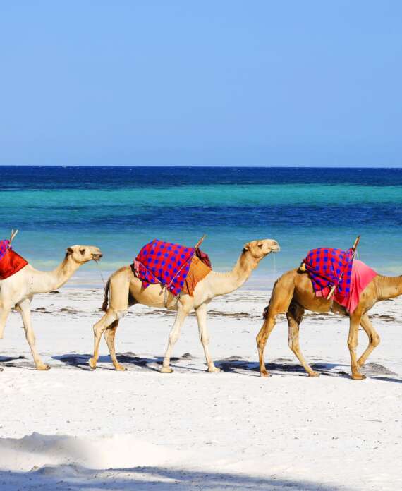 Camellos playa diani-min