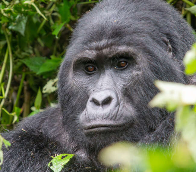 Gorilas Uganda