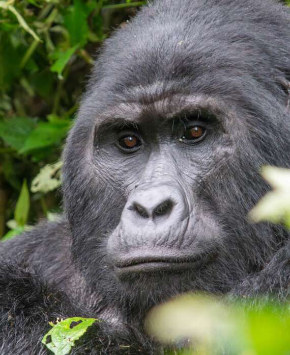 Gorilas Uganda-min