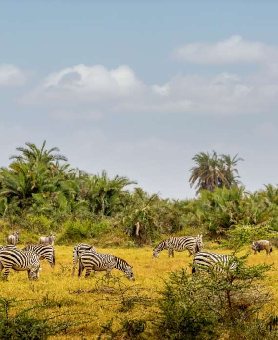 Parque Amboseli