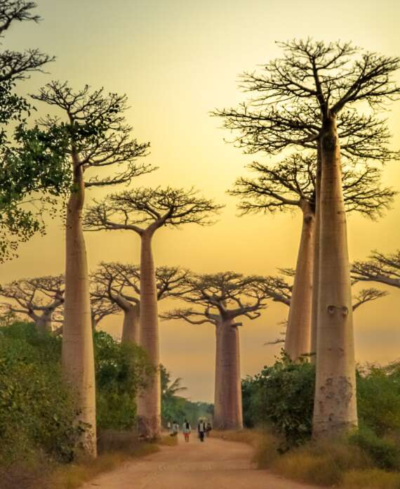 Tsiribihina baobabs-min