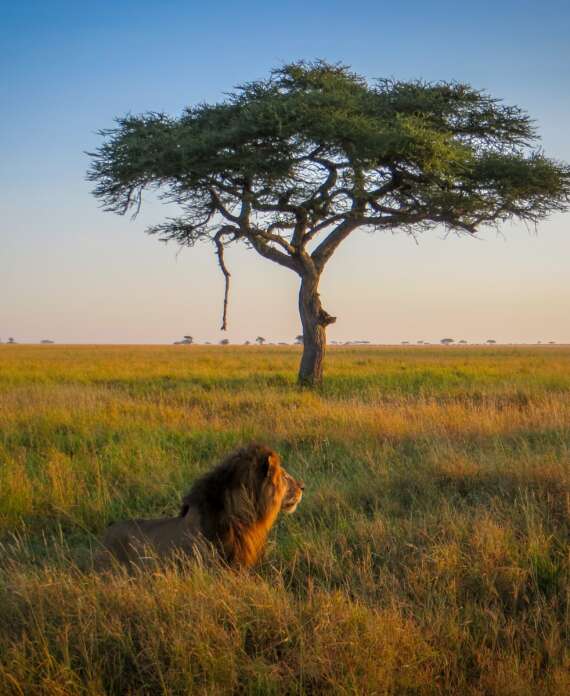 león Calma Tanzania